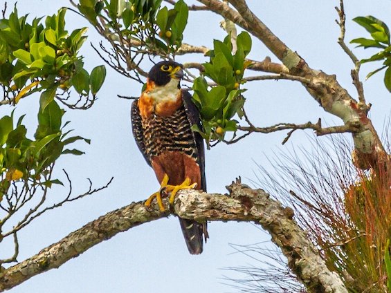 Birds and Wildlife of Belize and Tikal