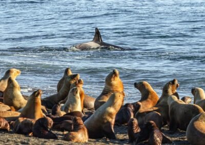 Orca and Southern Sea Lion © Luis Segura