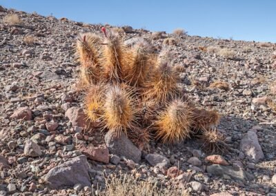 Oreocereus leucotrichus © Luis Segura