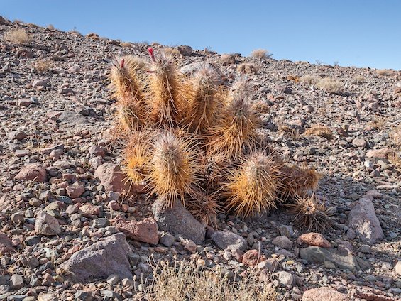 Cacti of Chile