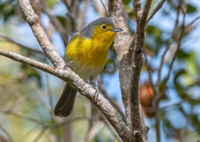 Oriente Warbler © Luis Segura