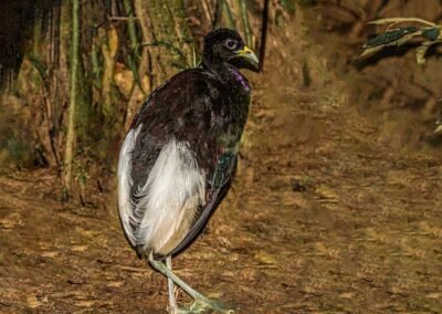 Pale-winged Trumpeter © Luis Segura