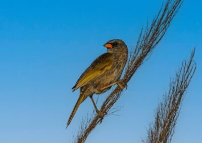 Pampa Finch © Luis Segura