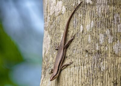 Paraguay Mabuya © Luis Segura