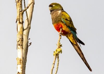 Burrowing Parrot © Esteban Daniels
