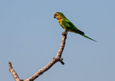 Peach-fronted Parakeet © Luis Segura