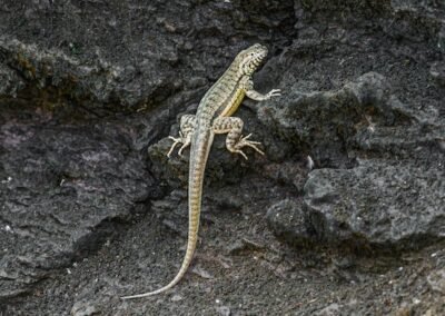 Peru Pacific Iguana © Luis Segura