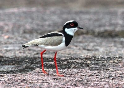 Pied Plover © Luis Segura