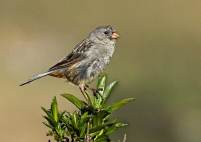 Plain-colored Seedeater © Luis Segura