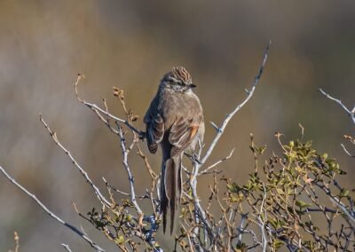 Plain-mantled Tit-Spinetail © Luis Segura