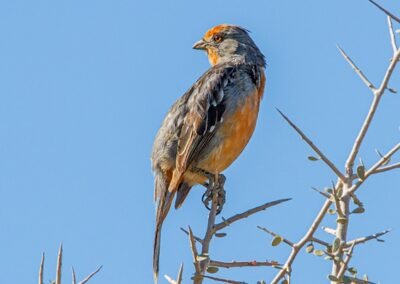 White-tipped Plantcutter © Esteban Daniels