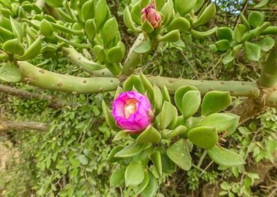 Quiabentia verticillata © Willy Smith