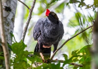 Razor-billed Curassow © Luis Segura