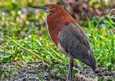 Rufescent Tiger Heron © Luis Segura