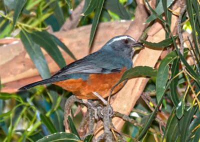 Rufous-bellied Mountain Tanager © Luis Segura