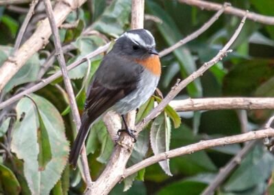 Rufous-breasted Chat Tyrant © Luis Segura