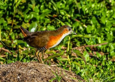 Rufous-sided Crake © Luis Segura