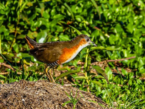 Birds and Wildlife of the Wet Chaco