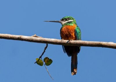 Rufous-tailed Jacamar © Luis Segura