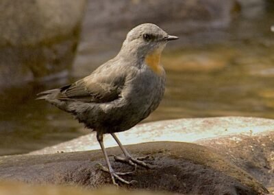 Rufous-throated Dipper © Nicolás Olejnik