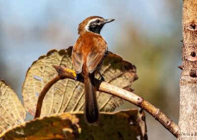 Rusty-backed Antwren © Luis Segura
