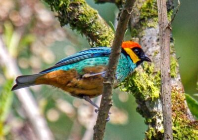 Saffron-crowned Tanager © Pablo Petracci