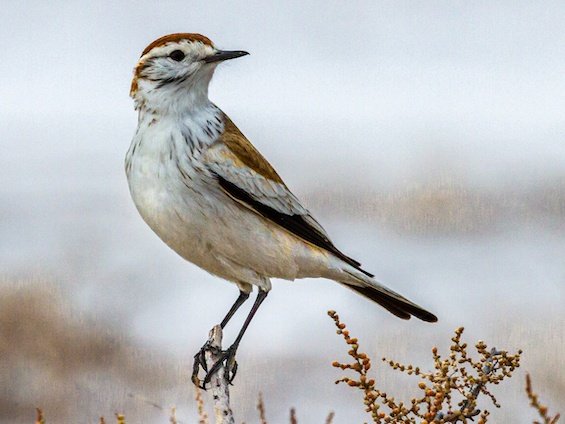 Birding Argentina’s Cordoba Hills & Pampas