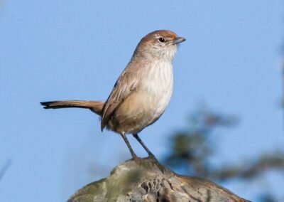 Sandy Gallito © Luis Segura