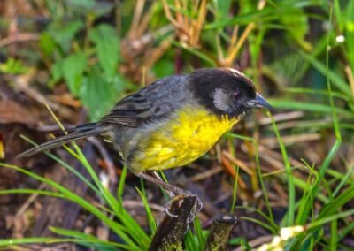 Santa Marta Brushfinch © Luis Segura