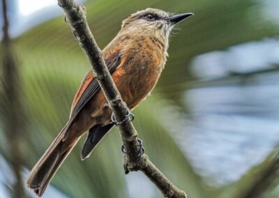 Santa Marta Bush-Tyrant © Luis Urueña