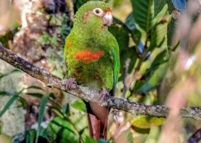Santa Marta Parakeet © Luis Urueña