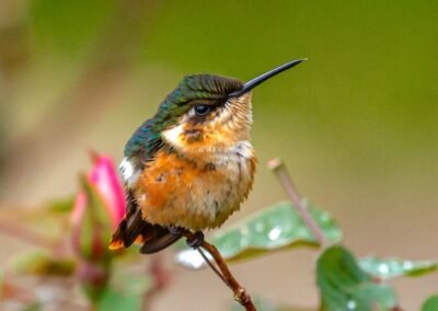 Santa Marta Woodstar © Luis Segura