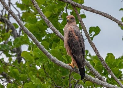 Savanna Hawk © Luis Segura