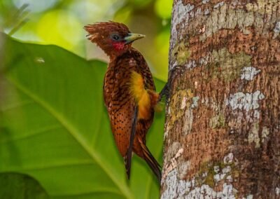 Scaly-breasted Woodpecker © Luis Segura