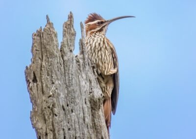 Scimitar-billed Woodcreeper © Nicolás Olejnik