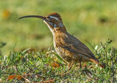 Scimitar-billed Woodcreeper © Luis Segura