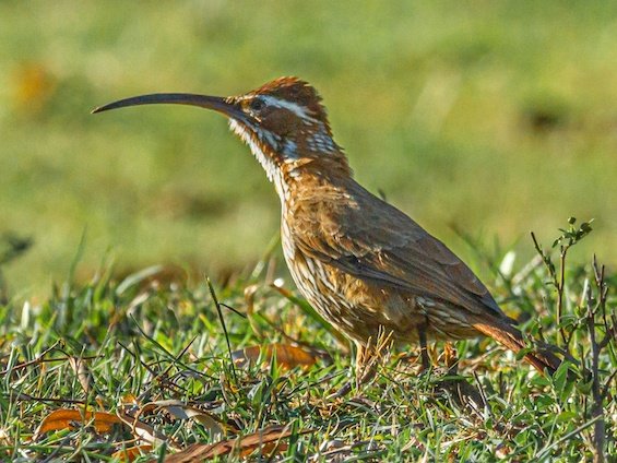 Birding Northern Pampas