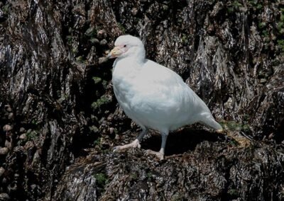 Snowy Sheathbill © Luis Segura