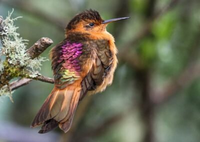 Shining Sunbeam © Luis Segura