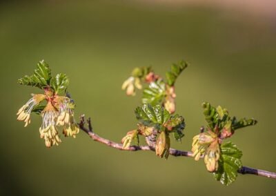 Short Deciduous Beech © Esteban Daniels
