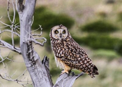 Short-eared Owl © Luis Segura