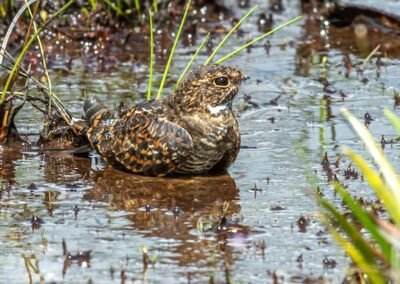 Short-tailed Nighthawk © Luis Segura