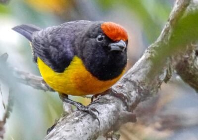 Slate-throated Whitestart © Pablo Petracci