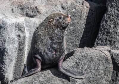 South American Fur Seal © Luis Segura