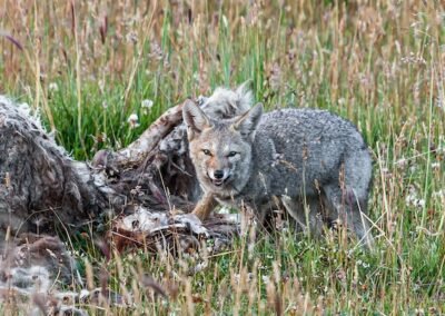 South American Grey Fox © Luis Segura