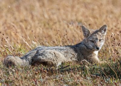 South American Grey Fox © Luis Segura
