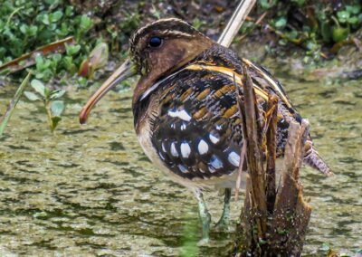 South American Painted-snipe © Nicolás Olejnik