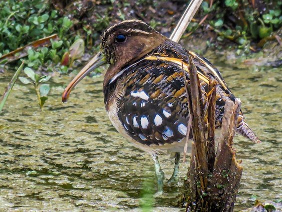 Birding Southern Pampas