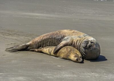 Southern Elephant Seal © Felipe Fernández