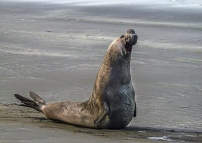 Southern Elephant Seal © Felipe Fernández